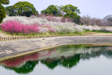 梅の花が綺麗な春の佐布里池（愛知県知多市）