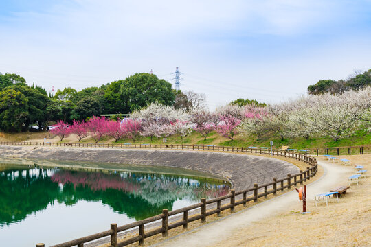 梅の花が綺麗な春の佐布里池（愛知県知多市）