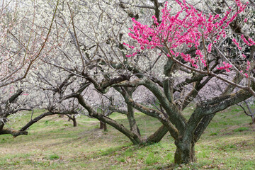 満開の紅梅と白梅（愛知県知多市　佐布里池）