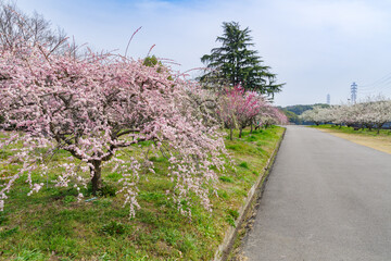 満開の枝垂れ梅（愛知県知多市　佐布里池）