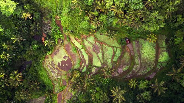 Aerial drone footage of Bali wet rice paddies carved into tropical hillside terrain with layered terrace formations reflective water surfaces and dense jungle vegetation in rural Indonesia.