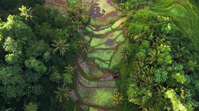 Overhead aerial drone view of Bali wet rice terraces with reflective flooded paddies and tropical jungle surroundings showcasing traditional agriculture in Indonesia Southeast Asia.