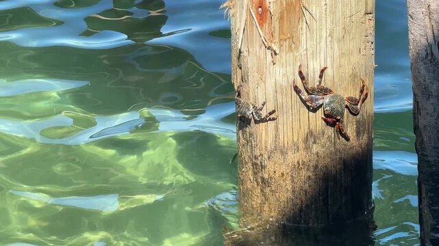 Crabs on a piling in Roatan, Honduras