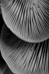 Oyster mushrooms, closeup view. Black and white effect