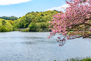 桜と宮城の小さなダム湖
