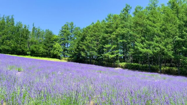 一面に広がるラベンダー畑、富良野の夏