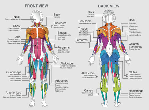 The graphic shows the location of the muscles of the woman body with their names on a gray background. Vector image