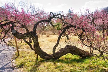 神代植物公園の梅