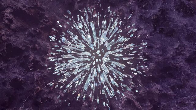 fireworks in the night sky