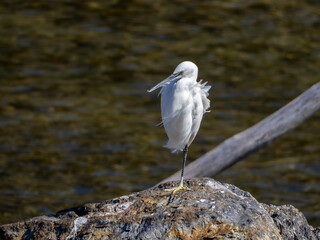 片足で立って休むコサギ