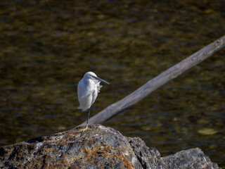 片足で立って休むコサギ