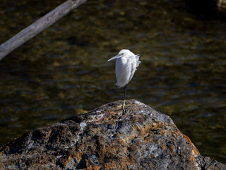 片足で立って休むコサギ