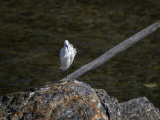 片足で立って休むコサギ
