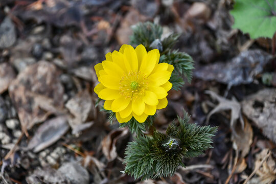 福寿草　forked-stem adonis