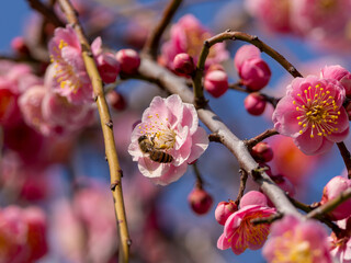 梅の花に止まる蜜蜂