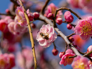梅の花に止まる蜜蜂