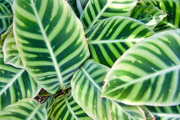 カラテア ゼブリナ