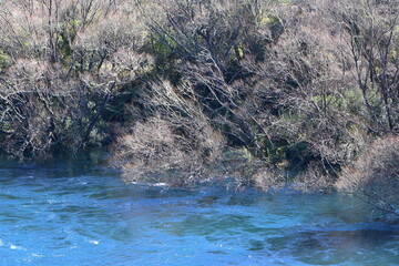 Leafless trees overhanging turquoise waters of Waikato River between Lake Taupo and Huka Falls. Location: Taupo New Zealand