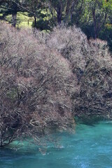 Leafless trees over turquoise waters of Waikato River between Lake Taupo and Huka Falls. Location: Taupo New Zealand