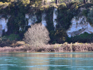 White cliffs and leafless trees on banks of Waikato River between Lake Taupo and Huka Falls. Location: Taupo New Zealand