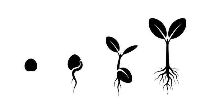 The life cycle of a seed growing into a plant in stages
