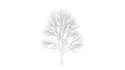 Fototapeta premium Striking Minimalist Vector Illustration of a Bare Winter Tree with Detailed Branch Structure