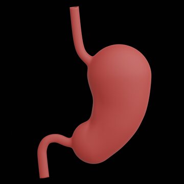 Human Stomach 3D Anatomy Medical Illustration