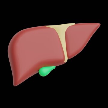 Human Liver 3D Anatomy Medical Illustration