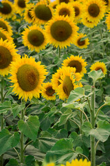 Obraz premium field of sunflowers