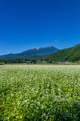 ソバの花と御嶽山　長野県 木曽町 開田高原から