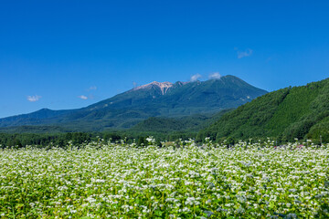 ソバの花と御嶽山　長野県 木曽町 開田高原から