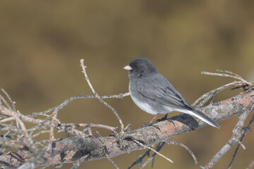 Juncos in later winter