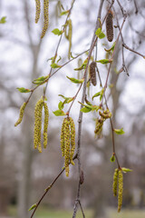 Alder catkins on a branch