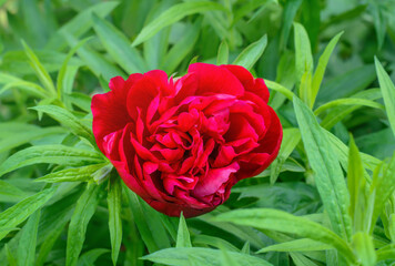Red peony flower on blurred green background of leaves