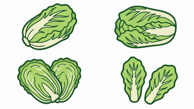Chinese Cabbage Vector Set with Whole and Leaf Napa Cabbage