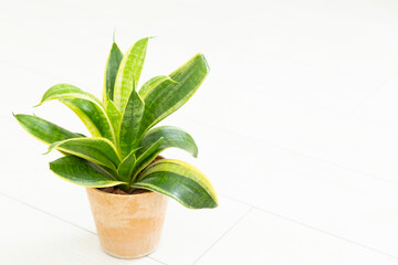 Fototapeta premium 観葉植物