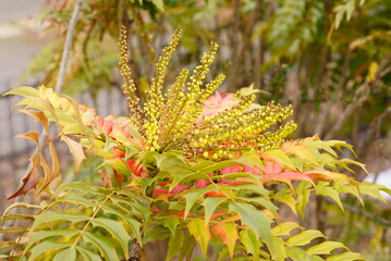 ヒイラギナンテン