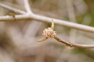 オオチョウジガマズミの冬芽