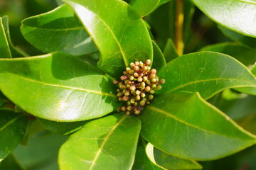 ミヤマシキミの蕾