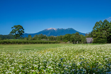 御嶽山とソバの花　長野県 木曽町 開田高原から