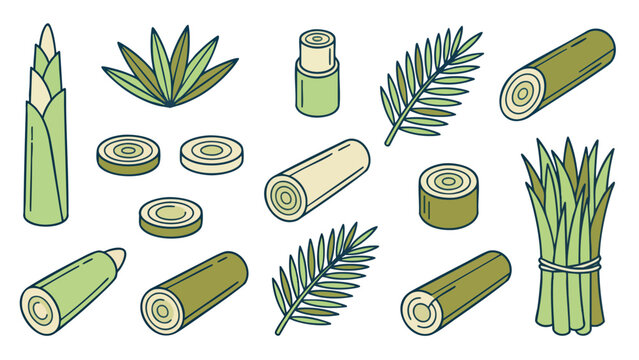 Hearts of Palm Illustration Set with Stems Slices and Leaves Hand Drawn Vector