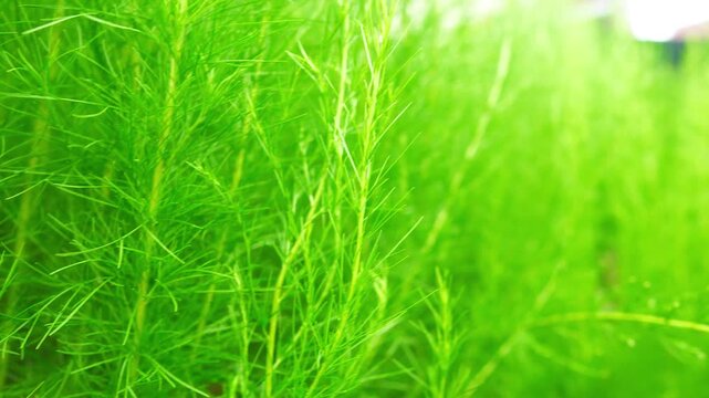 Close Up Video Green texture background of Eupatorium Capillifolium plants