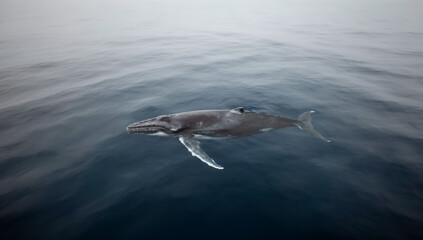 Fototapeta premium ballena gris, ballena, mar, oceáno, acuático, mamífero, corcovado, delfines, aleta, cola, azul, azul marino, naturaleza, olas, animal, fauna, salto, peces, inhospitalario, pacífico, observación, natac