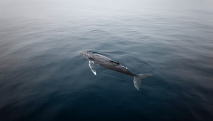 Naklejka premium ballena gris, ballena, mar, oceáno, acuático, mamífero, corcovado, delfines, aleta, cola, azul, azul marino, naturaleza, olas, animal, fauna, salto, peces, inhospitalario, pacífico, observación, natac