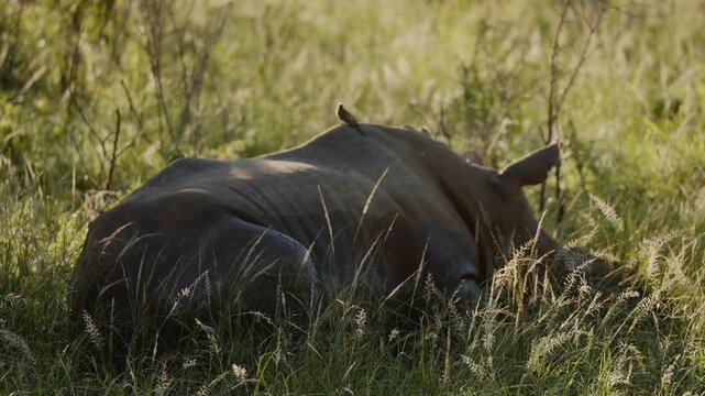 A rhinoceros resting in tall grass at golden sunset, bathed in warm evening light, showcasing its massive silhouette, textured skin, and peaceful presence in the serene African savannah landscape.
