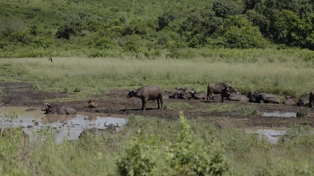 A herd of African buffalo resting beside a muddy waterhole, lounging in wet earth and cooling off under the open savannah sky, capturing raw wildlife behavior and the rugged beauty of nature.