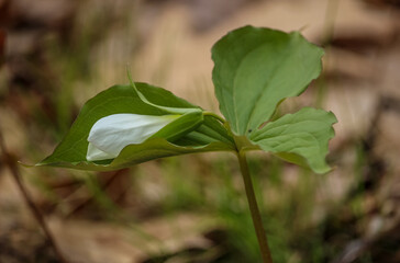 Close-up of White Trillium (Trillium grandiflorum) wildflower blooming in a woodland forest during spring.