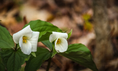 Fototapeta premium Close-up of White Trillium (Trillium grandiflorum) wildflower blooming in a woodland forest during spring.