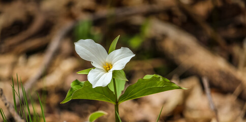Close-up of White Trillium (Trillium grandiflorum) wildflower blooming in a woodland forest during spring.