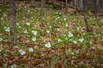 Obraz premium White Trillium (Trillium grandiflorum) Blooming in Spring Woodland Forest